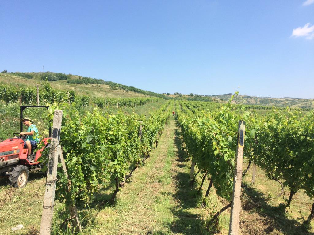 Dagon Clan Wines tweet media