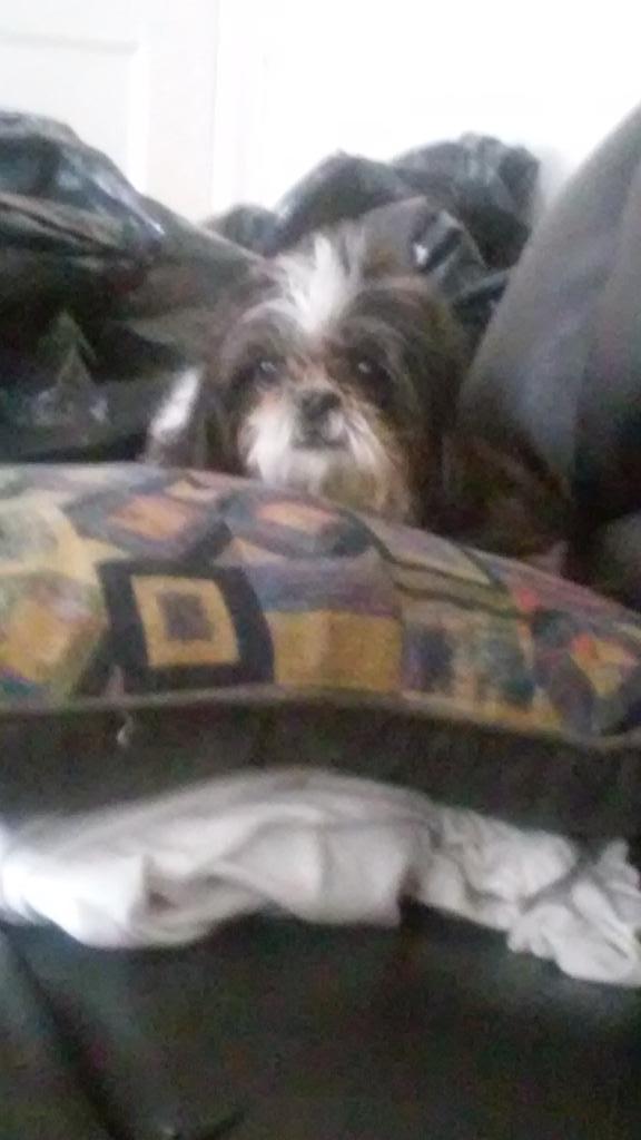 HardingSherray's tweet image. Fam