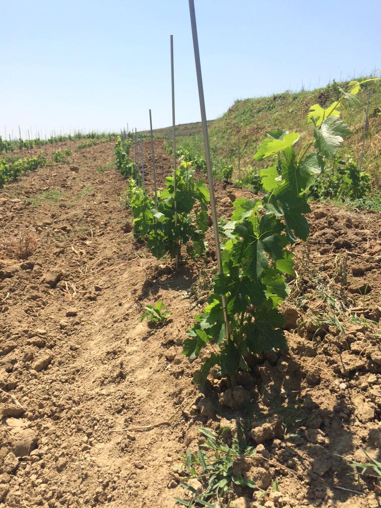 Dagon Clan Wines tweet media