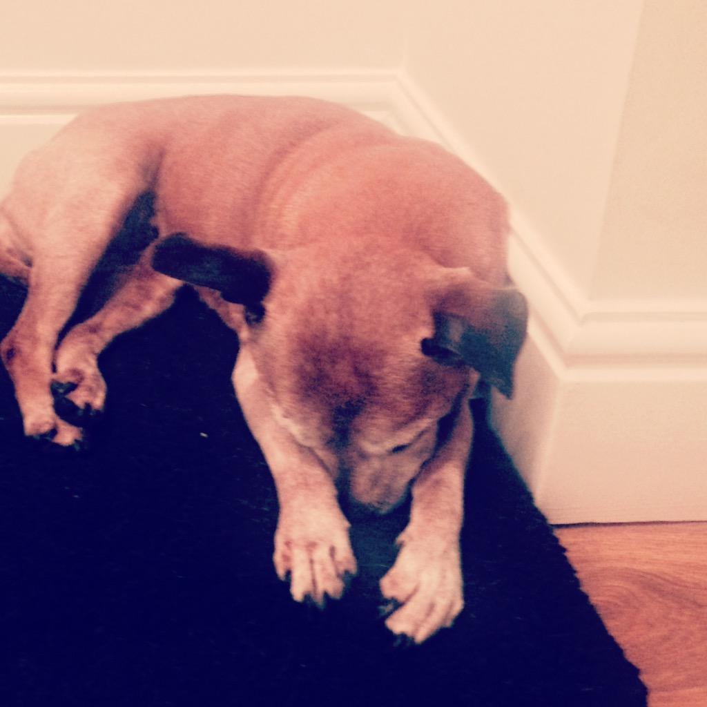 My 15year old staffie she's so soft bless her 💕