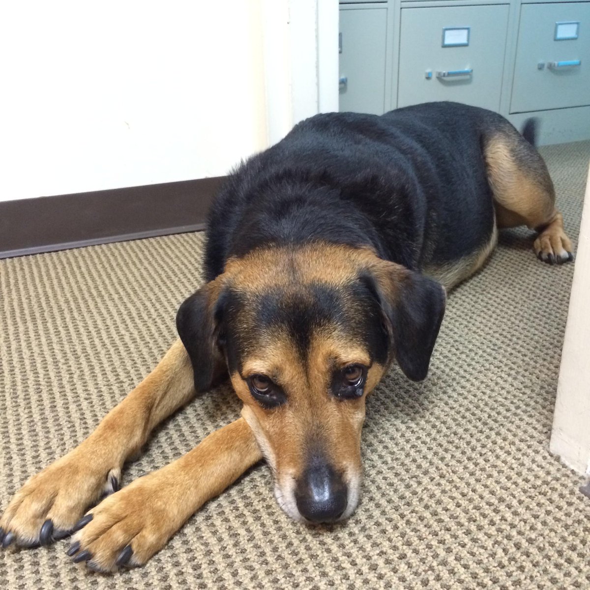 GroupTwoAdv's tweet image. Sarge Goldberg!! Hard at #work yesterday at #grouptwo. Any day with a #pup in the office is a great day.