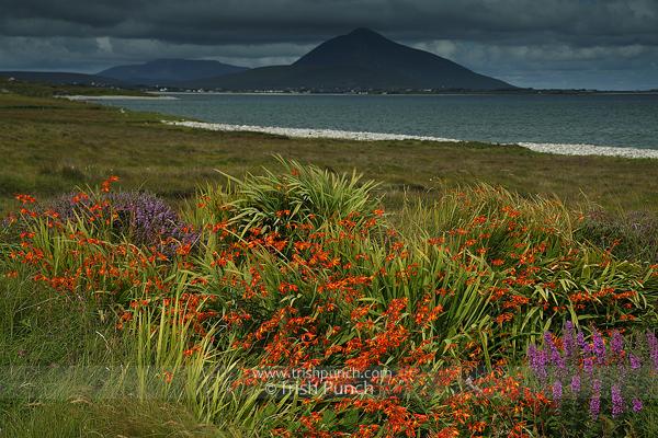 TrishPunch's tweet photo. #Inishbiggle festival starts August 1 #greatdayout @myinisbigil @MayoTI0 @MayoDotIE @allthingsmayo @achilltourism http://t.co/twaabwzGTn