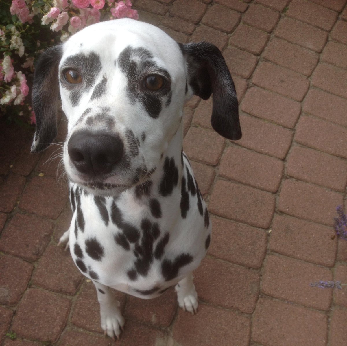 BTB_online's tweet photo. #BTB #BüroHund Gretchen Rosa wartet auf Ihre #ExtraPortion #Obst http://t.co/Rhhpsr7W36