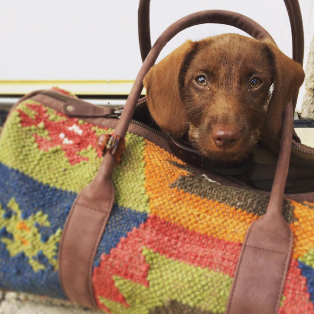 Philippa Davidson tweet media