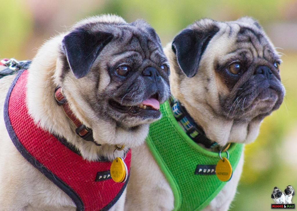 Minnie & Max Pugs on Twitter: "Who says all pugs look the same? (Okay