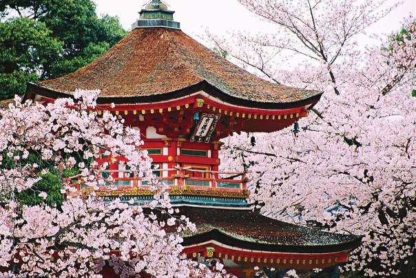 Holland America Line (@halcruises) on Twitter photo A grand voyage lets you see #Japan’s cherry blossoms & Alaska’s glaciers in a single #cruise. bit.ly/1OmSXJ0 A grand voyage lets you see #Japan’s cherry blossoms & Alaska’s glaciers in a single #cruise. bit.ly/1OmSXJ0