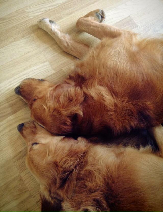 dogwalkcardiff's tweet photo. Sharing is caring. Please repost our new website http://t.co/4MbuBf2lid http://t.co/i6TDIvJzjG