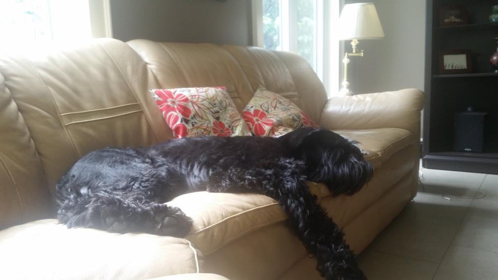 rawdogfood's tweet image. It's a dog's life. #woofwoofwednesday #rawperformance