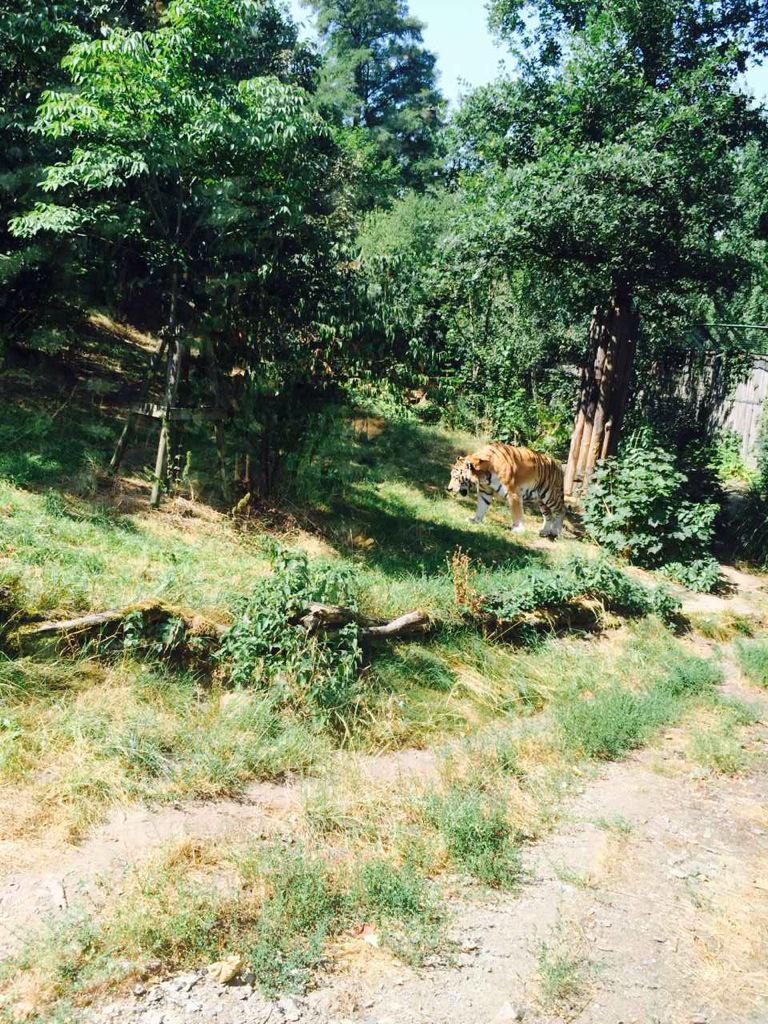 KoverLumpy's tweet image. 