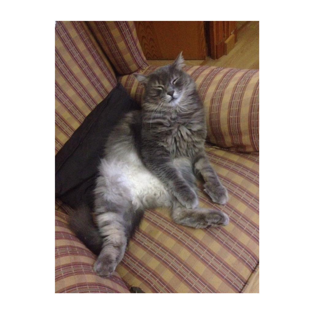 taniag_rivas's tweet photo. GATO PERDIDO.Si alguien lo ve q se ponga en contacto conmigo.Lleva perdido 3 dias. Es gris y con pelo largo.Gracias http://t.co/urlzubi39h