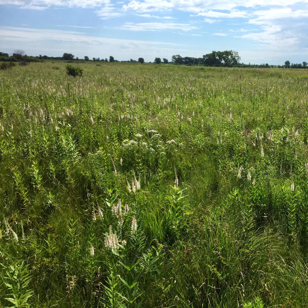 WetlandsTWI's tweet photo. #Minnesota #prairie full of #CulversRoot #dwarfFalseIndigo #lobeliaSpicata #newJerseyTea #grasslandRestorationNetwork http://t.co/SKtAytwyuu