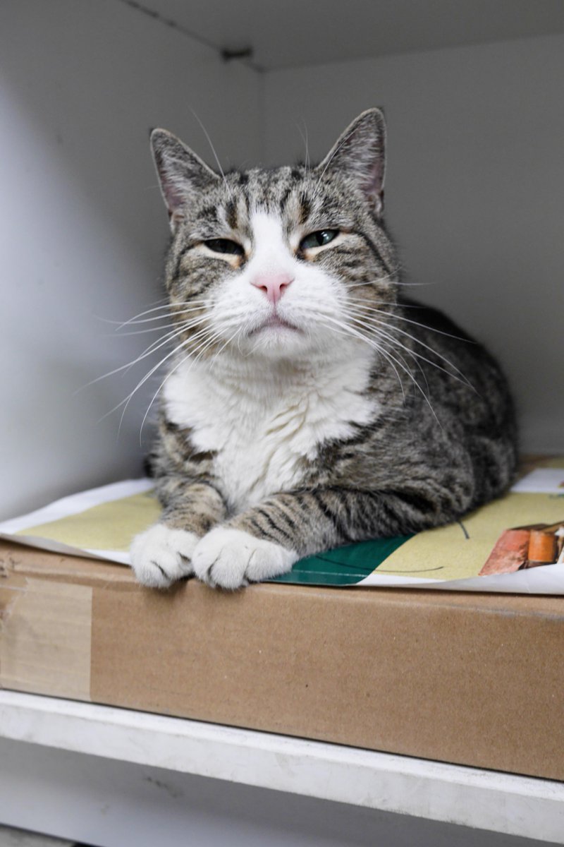 felinesofny's tweet image. “Being a small business owner isn’t easy these days… goo.gl/M0ZUUG”