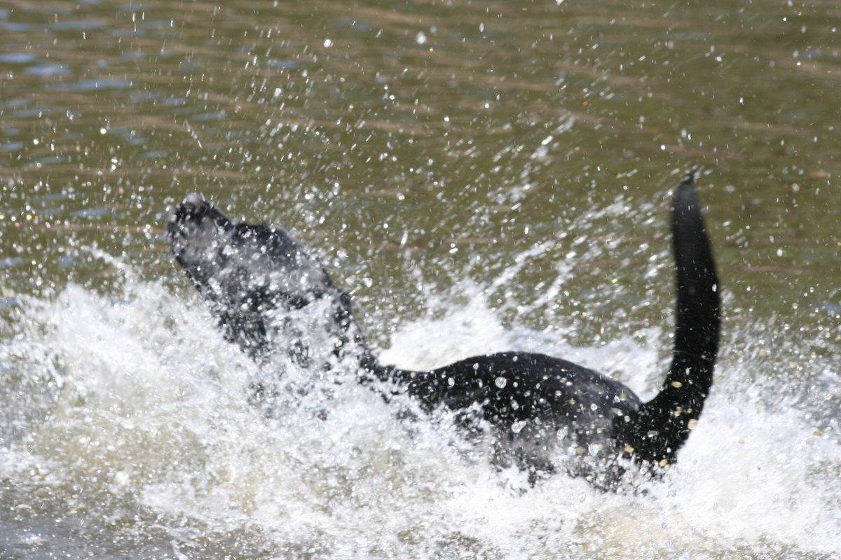 Bark Badges tweet media