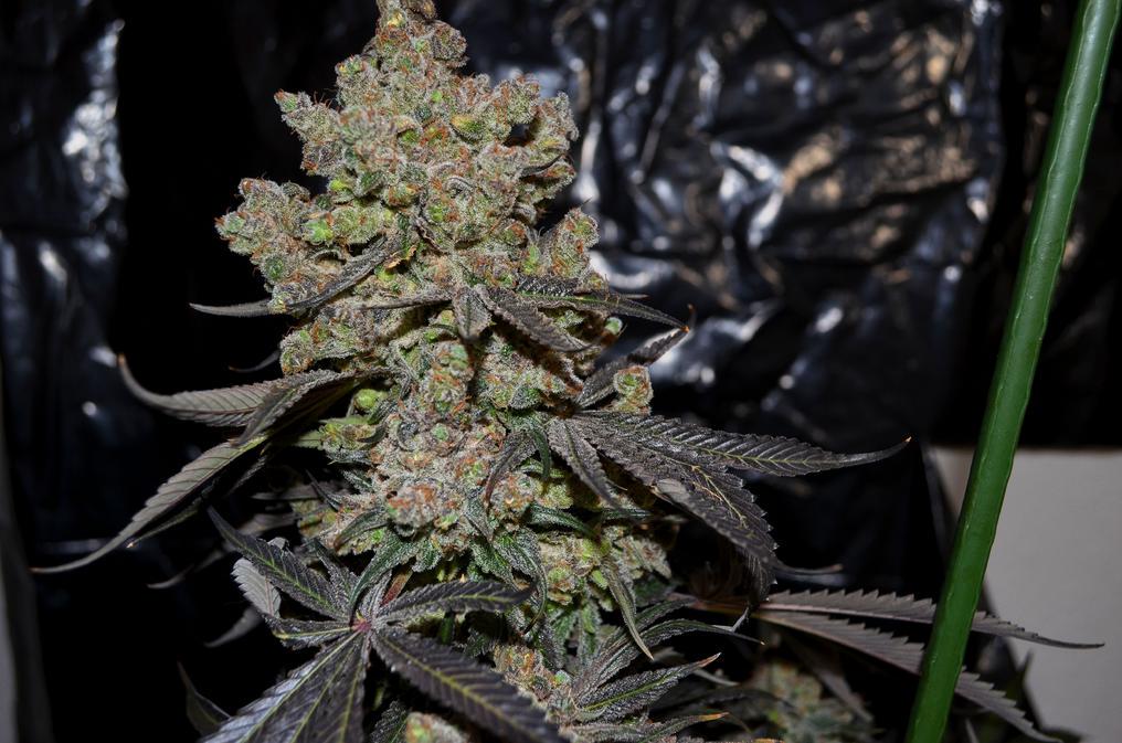 MJGrowBlog's tweet image. Here&apos;s some Purple train wreck