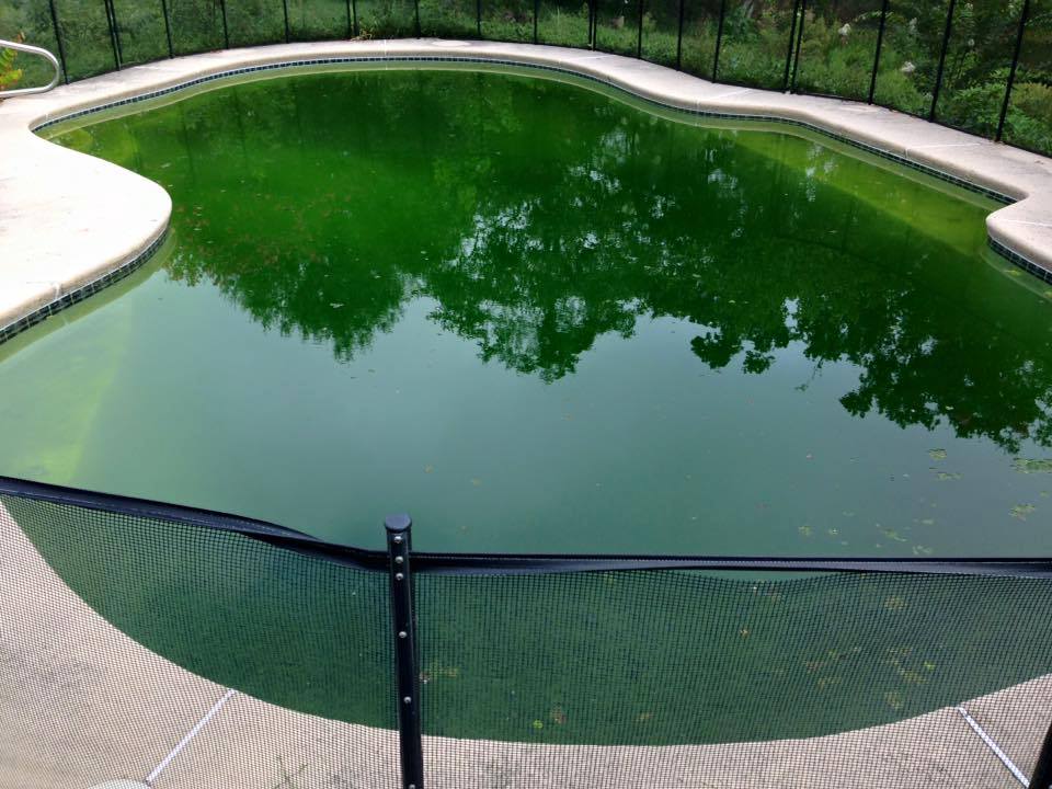 WatermarkPool's tweet photo. Green-to-Clean Flip! Call today for service! 904-704-6630 http://t.co/w1oHW0emOS