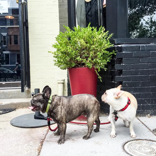 Looking for a dog-friendly patio in DC? It's <a href="/room11dc/">Room 11</a>! Enjoy the beautiful weather on #11thStreetDC w/ your pet!