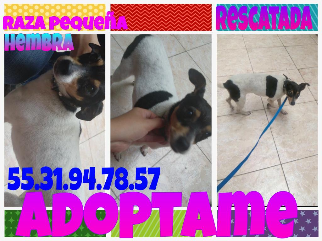 _sbrns's tweet photo. @DoggyCommunity #EnAdopcion esterilizada es muy tranquila y #Urge encontrar #HogarDefinitivo u #HogarTemporal #RT http://t.co/U9OfJOMwjj