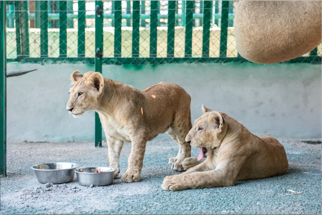 Catworld_mag's tweet photo. Lion cubs rescued from refugee camp. Two young lions, being kept as pets in a Gaza Strip refugee camp have... (1/5) http://t.co/VqVTrsl9KY
