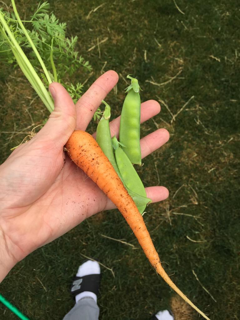 First harvest!  It works!  #biologyrocks #godofthegarden #naturerocks