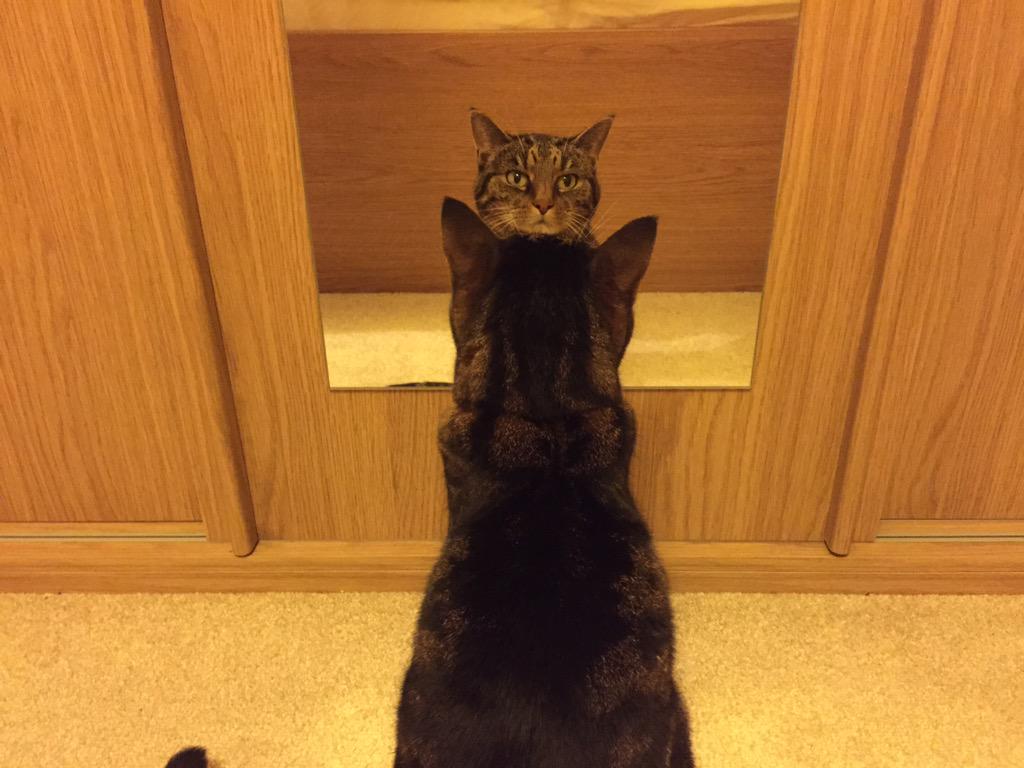 misslou_mason's tweet image. @MYSADCAT My cat is sad because she's just discovered she's a cat!
