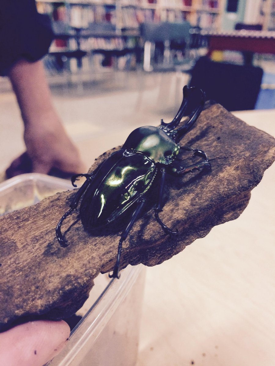 Bugs Without Borders visits John D Parker Elementary Summer School. <a href="/TDSB_ConEd/">TDSB Continuing Education Department</a> <a href="/kgfalcon/">Karen Falconer</a> <a href="/tdsb/">Toronto District School Board</a> #summer #learning