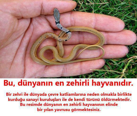 HergunYeniBilg's tweet photo. Dünyanın En Zehirli Hayvanı http://t.co/PoO4IACPBu