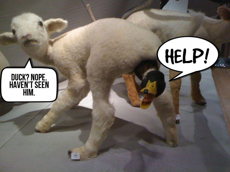 NathanRayClark's tweet photo. Some people ain't good at lying #sheep #Ducks #ButtStuff2k15 #wtf #animalcruelty #animallover #phraseit #funny #lol http://t.co/QgeUcRWHpx