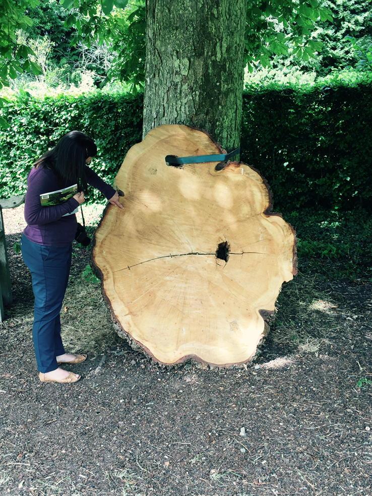 needham_rob's tweet photo. @needham_aj counting age lines on the Highclere tree slice...41, 67, 32...oops, start again! #couldtakesometime http://t.co/hfXLluv2W5