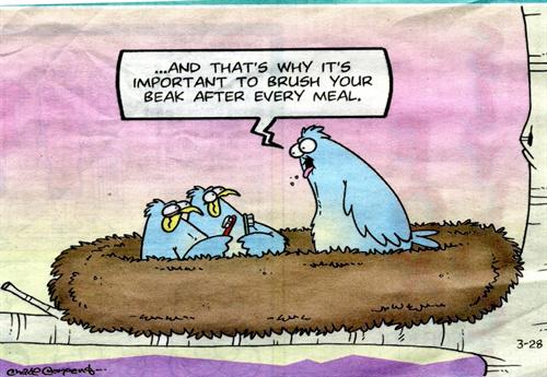 SynergyDDS's tweet photo. That's why it's important to brush your beak.. http://t.co/SZdcD6XYXl