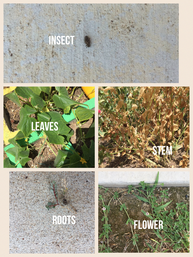 aggiekinder's tweet photo. #lisdelemscience.  Kinder teacher always learning http://t.co/I20UXZM2th http://t.co/G6oQDs9kbu
