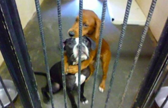 CBSNews's tweet photo. Heartbreaking photo of 2 shelter dogs hugging goes viral, ends up saving their lives http://t.co/2RynJxq1hM http://t.co/BF2oqMd8Rq