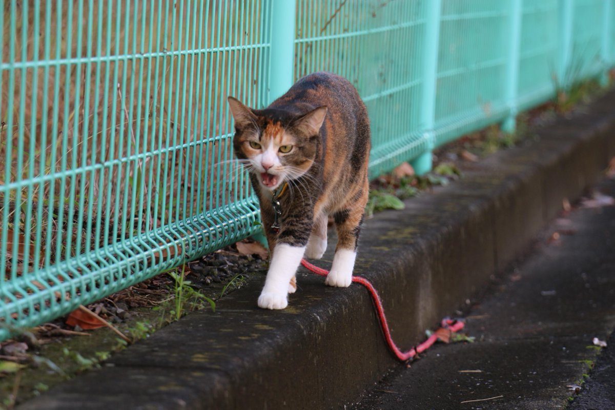 CatChikuwa's tweet photo. (ФωФ人)ﾆｬﾝ♪ Are you okay...? #cat http://t.co/ALDFEUY9aP