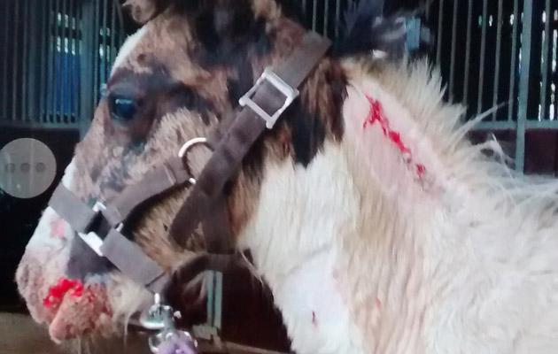 horseandhound's tweet photo. Hit and run foal found with severe burns http://t.co/QIFyxCwGRc http://t.co/vTVUJaobqw