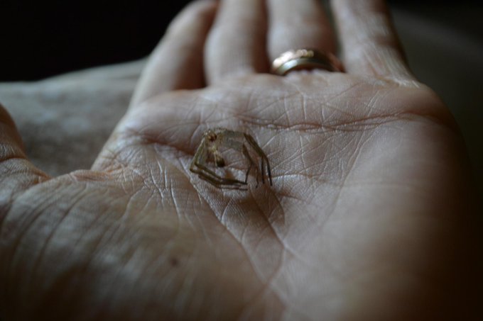A friendly huntsman spider who was our bathroom bud left us his exoskeleton before leaving us. aw. #dontkillspiders<a href="/tag/dontkillspiders"class="tags"><span>#dontkillspiders</span></a>
