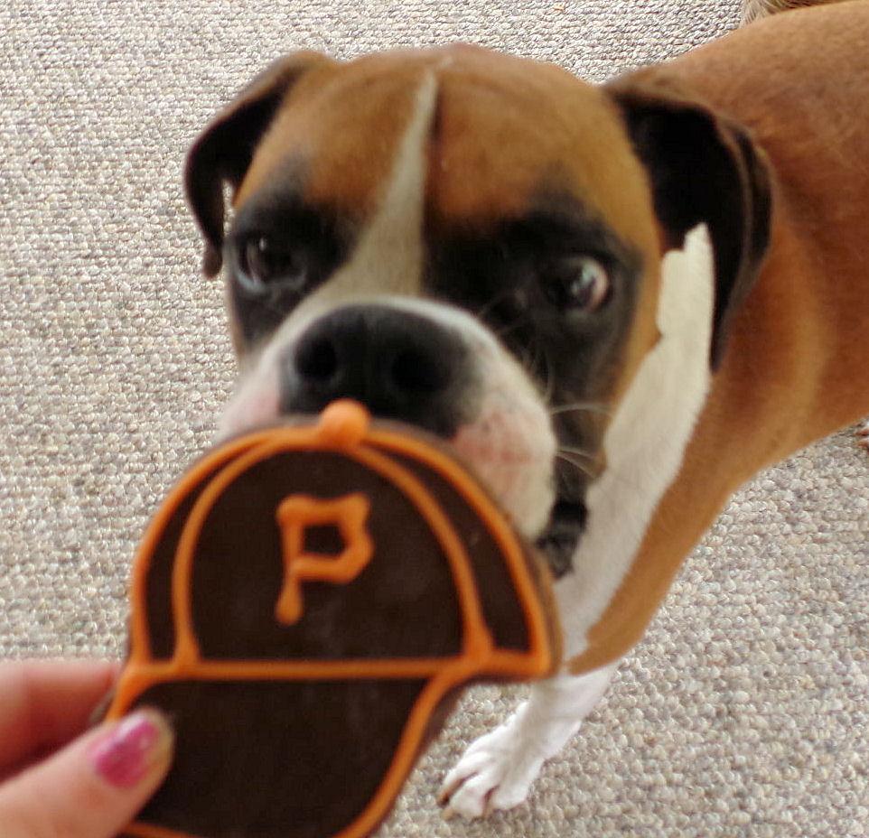 doggiemadness's tweet photo. Go Bucs! #bucsfanphoto #dogs #woofwoofwednesday #dogsoftwitter #boxerdog #pittsburgh http://t.co/8jl8ZcDarO