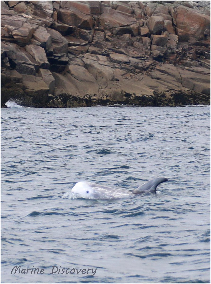 Marine_Discover's tweet photo. Very young #Rissosdolphin calf. Foetal folds still visible #cornwalldolphins @SeaWatchersUK @MC_org @MARINElife_UK http://t.co/BCpQwj67vV