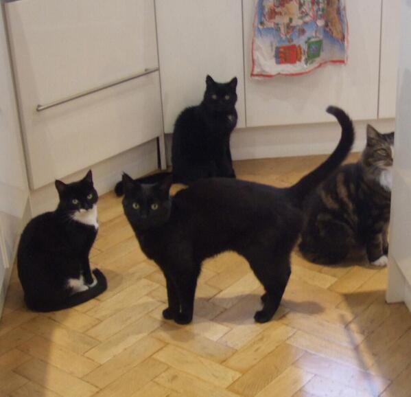 MYSADCAT's tweet image. My cat is sad because I caught him and three other cats making plans to mug me &amp;amp; sell my possessions for drug money.