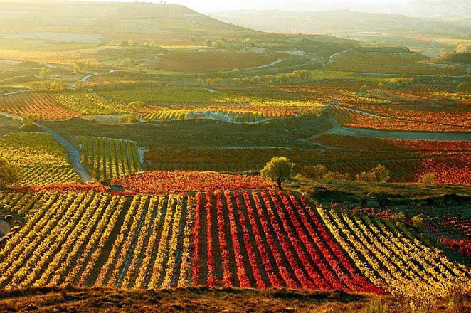 Natural Vineyard Patchwork
In <a href="/RiojaWine/">Rioja Wine</a>, #Spain
#WineLover #Wine Picturesque !!