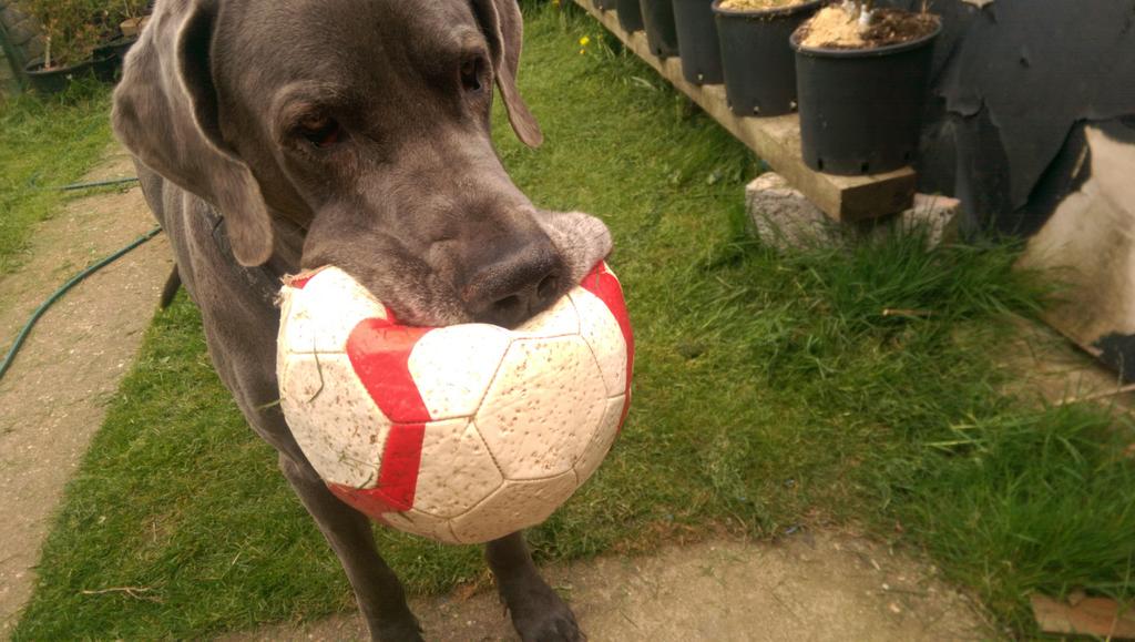 @psj288 <a href="/elperrouk/">EL PERRO</a> Oh my God she is adorable!....and the same size as this ball.....