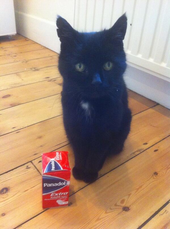MYSADCAT's tweet image. My cat is sad because the drugs don't work; they just make him worse.