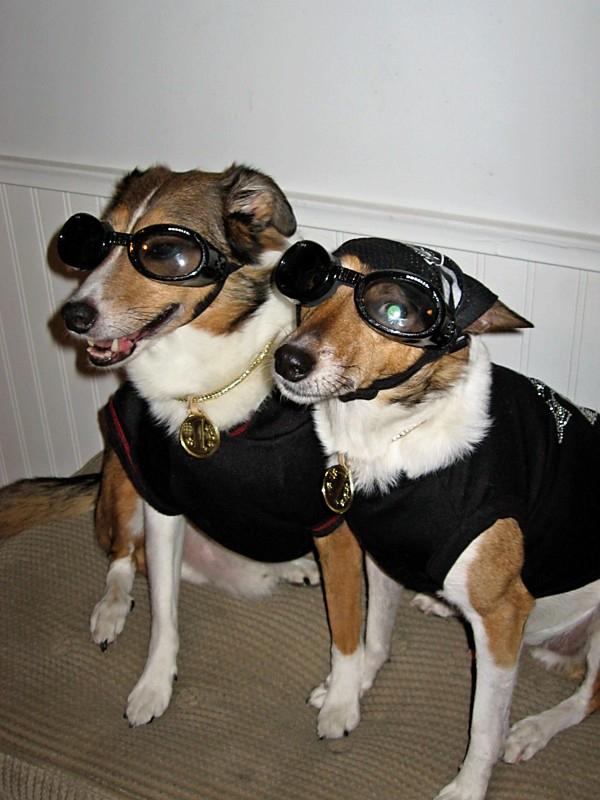 @bluebuffalo Henley & Spencer in their best Halloween costume, cutest pic ever! #JoinTheBLUEFamily #PetCancerResearch