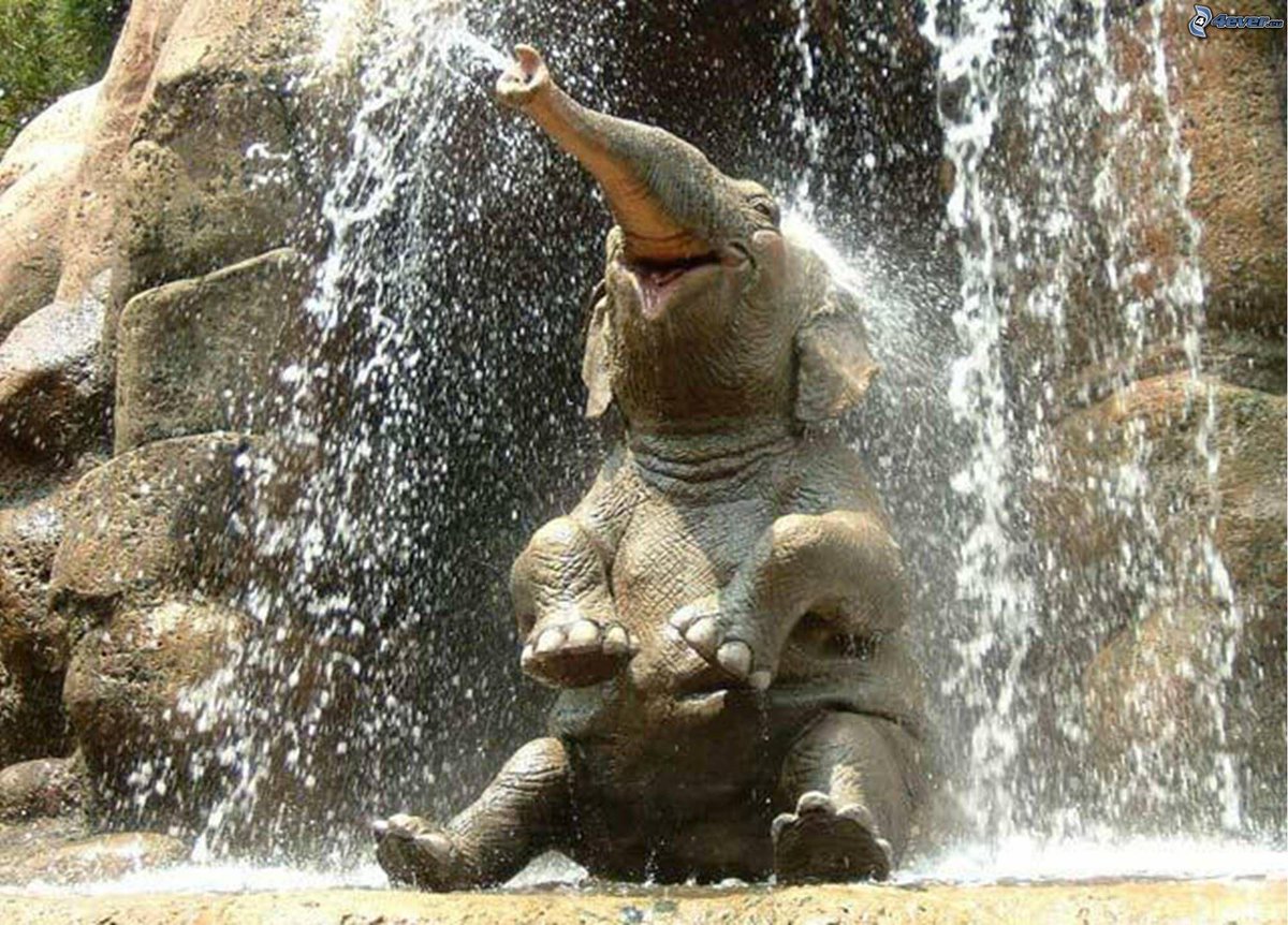 El Planeta on Twitter: &quot;Los elefantes pueden oler el agua a una distancia de 5 kilómetros #AnimalesAsombrosos | http://t.co/6LWj37PwhQ&quot;