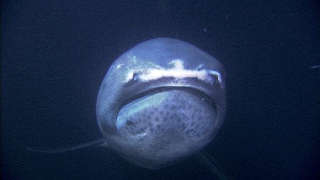 SharkWeek's tweet photo. Megamouths are bizarre, yet eerily majestic creatures. Learn more>> http://t.co/eLu6kqnGWV #Shweekend http://t.co/Jr4J9TDXkB