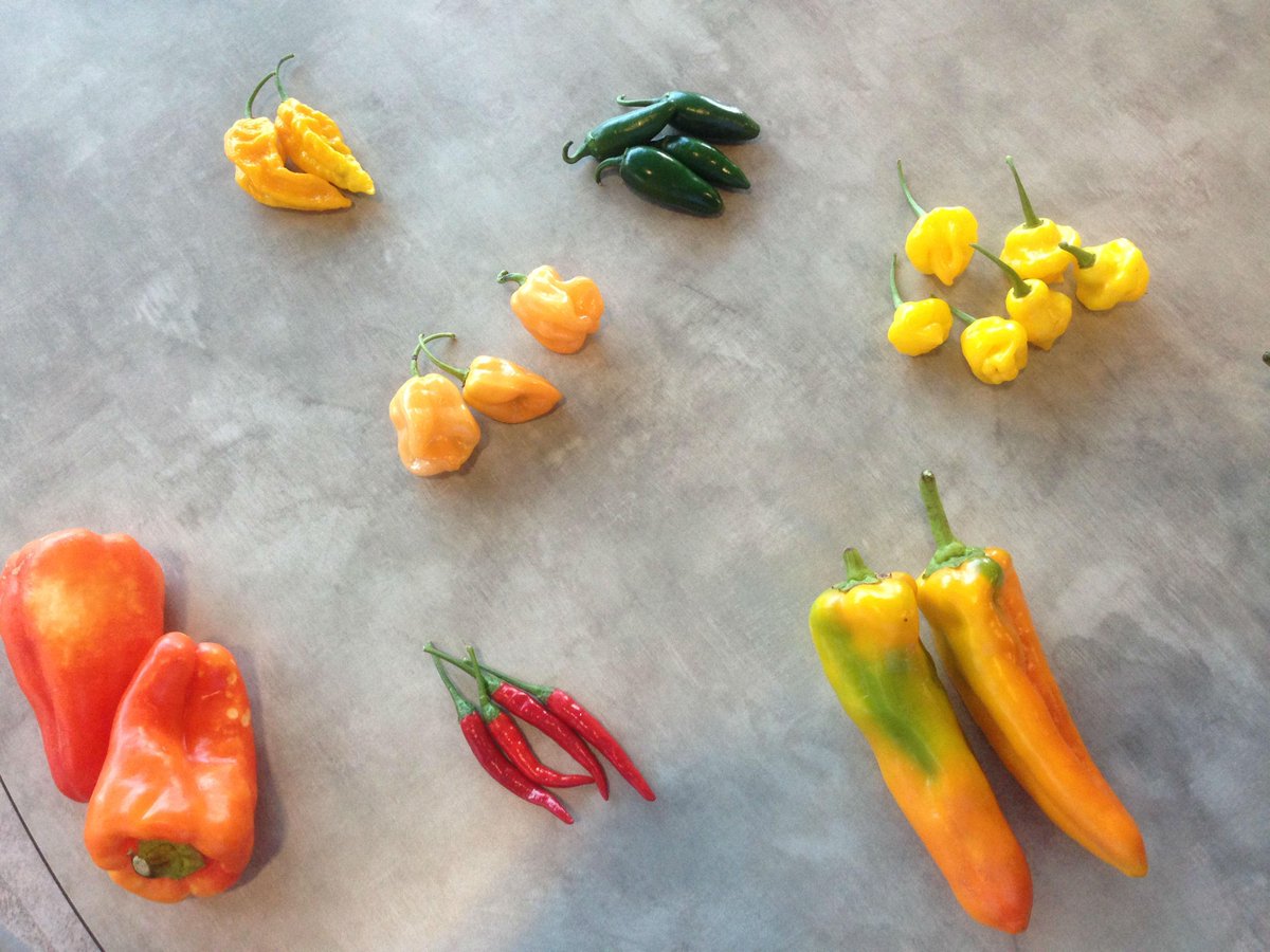 SpectrumNews1TX's tweet photo. #PepperPoll: Some peppers suddenly appeared in the newsroom -- can you ID which one is the hottest? Any favs? #spicy http://t.co/vxCJEKid1w