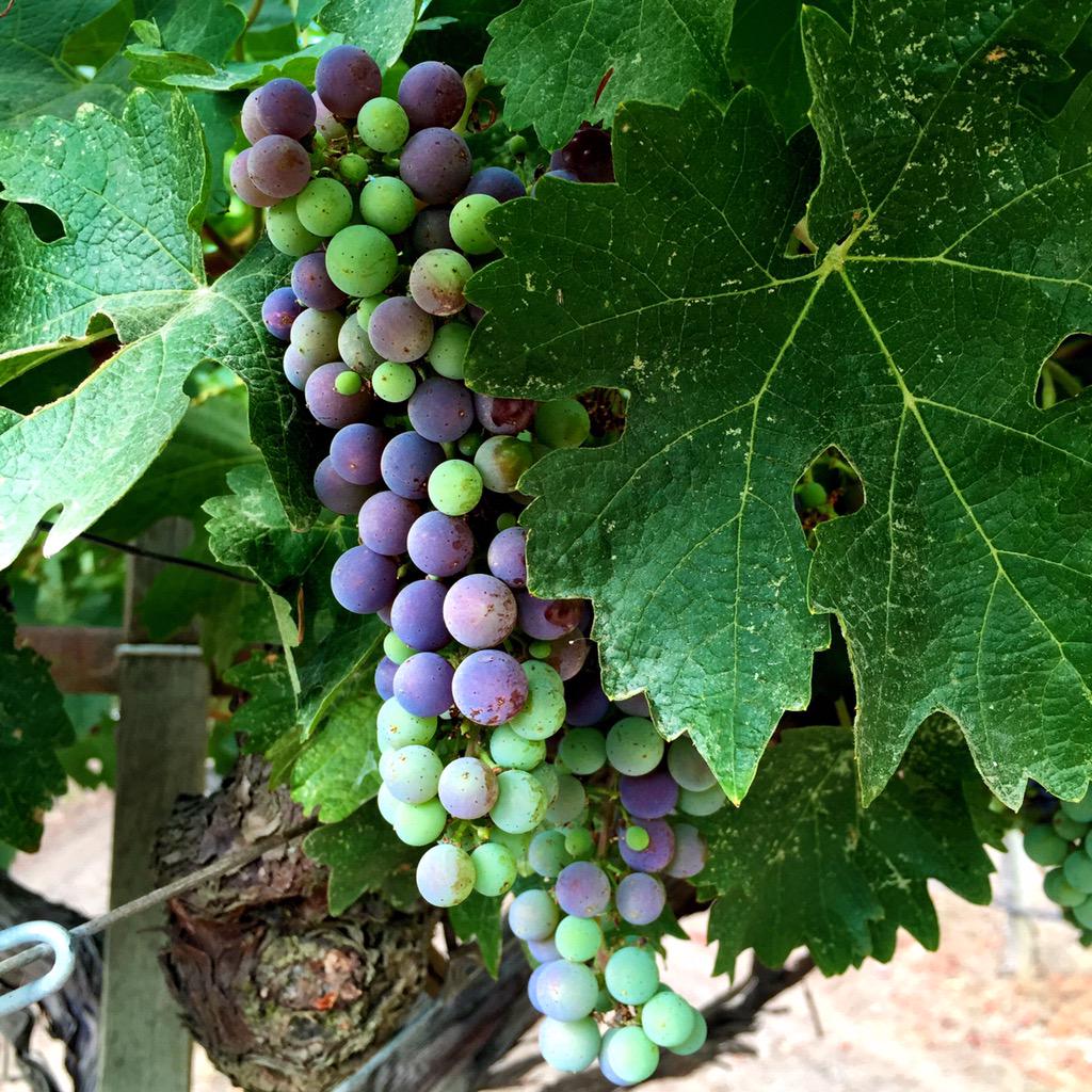AnomalyWine's tweet photo. We have version! Bring on harvest 2015! http://t.co/bE8g7igobW