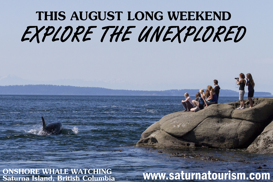 SunnySaturna's tweet photo. What are you doing for the August Long Weekend? #saturnaisland #orca #killerwhale #nature #wildlife @GulfIslandsNPR http://t.co/QtSOrRhsQO