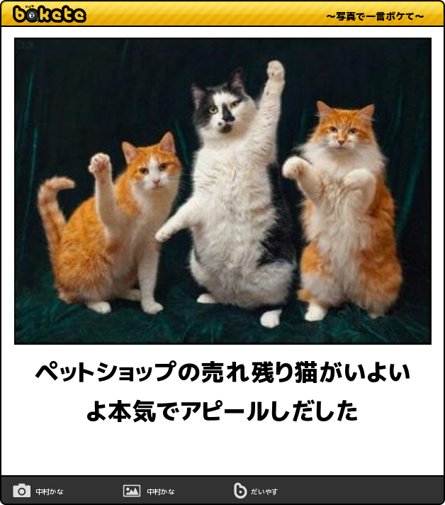 ボケて Bokete 公式 Ar Twitter ペットショップの売れ残り猫がいよいよ本気でアピールしだした ボケて Http T Co Lbv6y3txua Http T Co Gp4i2qwvtq