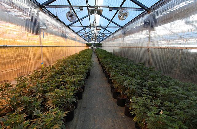 HIGH_TIMES_Mag's tweet image. Nico’s Nuggets: Legal Outdoor Growing in Colorado #GrowWeed
bit.ly/1Lf18t4
