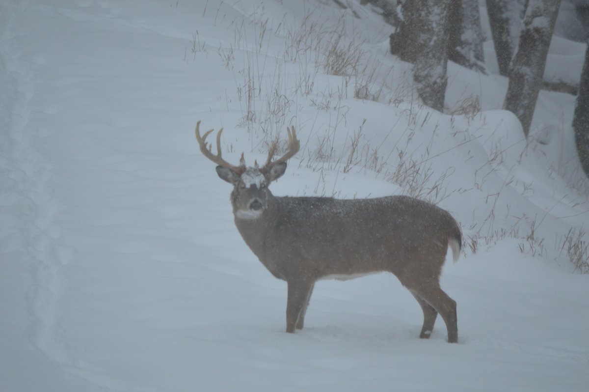 Lone buck in the snow