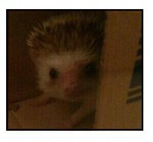 Hollaa, selamat pagi~